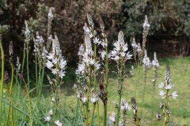 Beyaz asphodel veya asphodelus albus çiçekleri Luarca, Asturias, İspanya yakınlarında