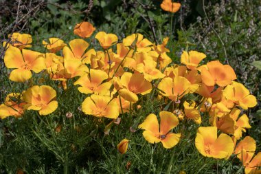 Eschscholzia calizinnica, California haşhaş, altın haşhaş, Kaliforniya güneş ışığı veya parlak altın çiçekli bir kap