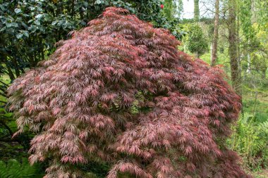 Acer palmatum disektum atropurpureum, Japon akçaağaç, palmiye ağacı veya süs bahçesinde mor yaprakları olan akçaağaç.