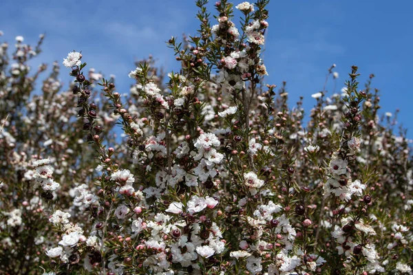 Tea Tree Manuka Leptospermum Scoparium Plant Branches Flowers Buds Clear — Stock Photo, Image
