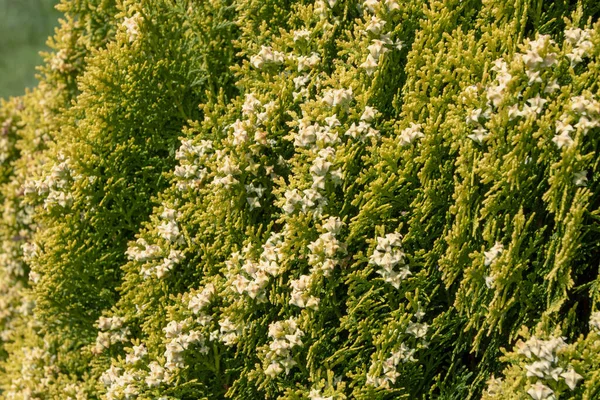 春に雌円錐花序を持つプラチクラデス オリエンタル アルボルビタエまたはビオタまたは中国のトゥハ植物枝 — ストック写真