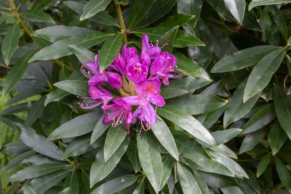 Rhododendron Ponticum Evergreen Plant Purple Flowers — Stock Photo, Image
