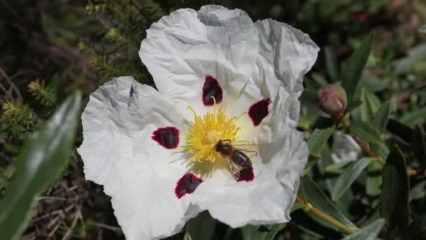 Bee Collects Nectar Cistus Ladanifer Labdanum Gum Rockrose Flowering Plant — Stockvideo