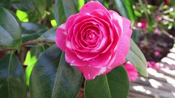 Рожевий Білими Штрихами Квітка Рожевої Форми Камелії Погойдується Вітрі Камелія — стокове відео