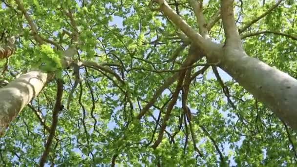 Moving Vertiginous Tall Plane Trees Street Spring Sound Platan Alley — Vídeo de Stock