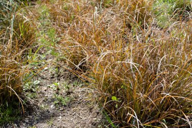 Carex testacea or New Zealand hair sedge or orange sedge ornamental grass plants with coppery brown arching leaves clipart