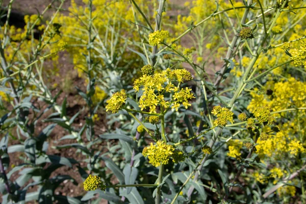 Isatis Tinctoria Woad Dyer Woad Glastum Flowering Plant Bright Yellow — Stock Photo, Image