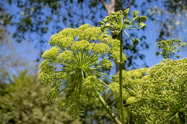 Angelica Archangelica Garden Angelica Wild Celery Norwegian Angelica Plant Globular — Stock Photo, Image