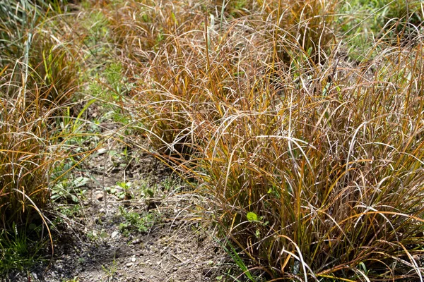 Carex Testacea New Zealand Hair Sedge Orange Sedge Ornamental Grass — Stock Photo, Image