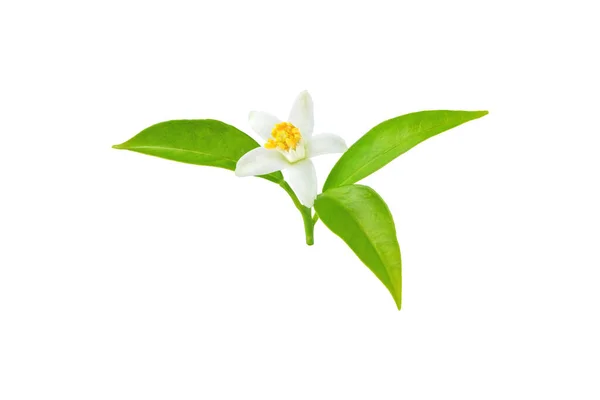 Oranžový Květ Bílého Květu Listy Izolovanými Bílé Kvetoucí Nerole — Stock fotografie
