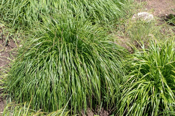 Pennisetum Alopecuroides Chinese Pennisetum Chinese Fountaingrass Dwarf Fountain Grass Foxtail — 스톡 사진