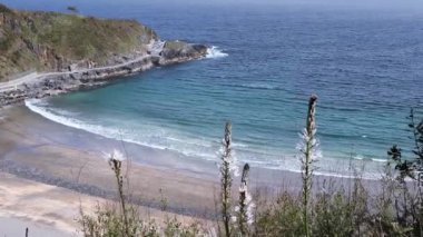Beyaz asphodel veya asphodelus albus çiçekleri Luarca, Asturias, İspanya yakınlarındaki okyanus sahillerinde rüzgarda sallanır.