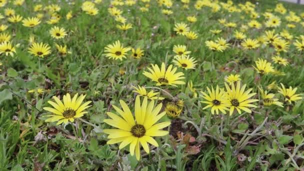 Arctotheca Calendula Capeweed Plain Treasure Flower Cape Dunelion Cape Marigold — стоковое видео