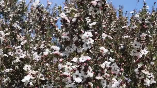 Tea Träd Eller Manuka Eller Leptospermum Scoparium Växtgrenar Med Blommor — Stockvideo
