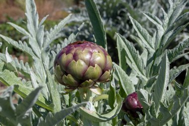 Globe enginarı, Cynara cardunculus var. Solymus, Fransız ya da yeşil enginar tomurcuklanan mor tomurcuklu sebze. 