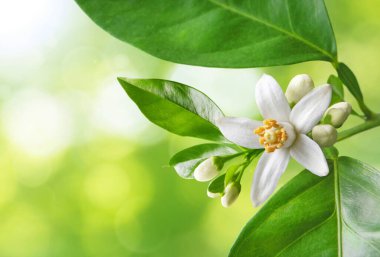 Orange blossom branch with white flowers, buds and leaves on the spring sparkling blurred background. Neroli citrus bloom. clipart