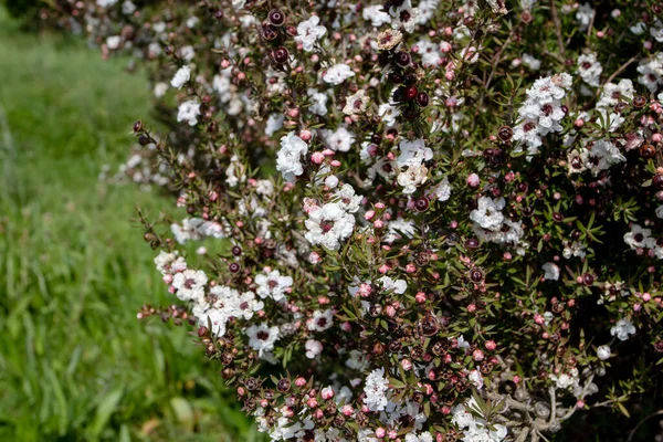 Teebaum Oder Manuka Oder Leptospermum Scoparium Pflanze Mit Blüten Und — Stockfoto