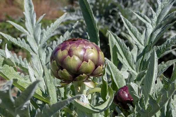 Globe enginarı, Cynara cardunculus var. Solymus, Fransız ya da yeşil enginar tomurcuklanan mor tomurcuklu sebze. 