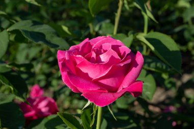 Parlak pembe gül tomurcuğu, güneşli yaz bahçesine yakın..