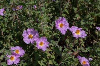 Cistus creticus ya da pembe kaya gülleri ya da güneşli bahçedeki beyaz gül çiçekleri.