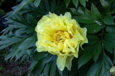 Itoh bitkisel ve ağaç şakayığı. Parlak limon sarısı çiçek ve koyu yeşil yemyeşil yeşillik.