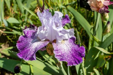 Sakallı iris tarlası çiçekleri soluk mavi standartlarda mor menekşe noktalı beyaz şelale ve soluk sarı sakallı..
