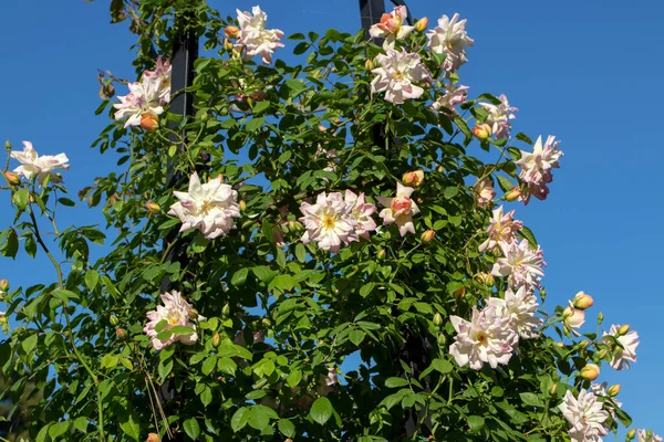 Rosa Pálido Escalada Semi Duplo Rosa Flores Jardim Ensolarado — Fotografia de Stock