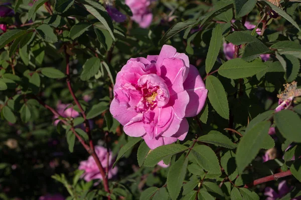 Ροζ Άρωμα Αντίκα Τριαντάφυλλο Λουλούδι Closeup Στον Ηλιόλουστο Κήπο Του — Φωτογραφία Αρχείου