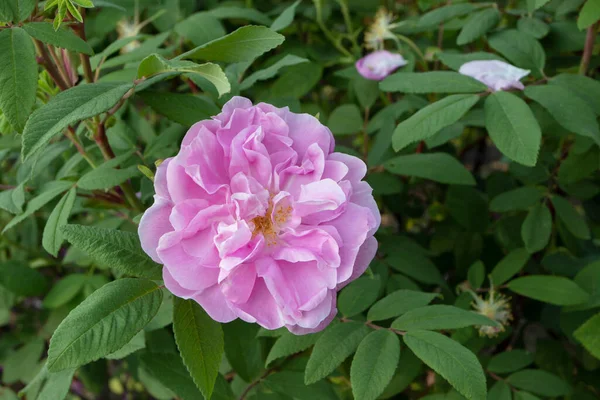 昔ながらの淡いピンクの低木が庭に芳香のある花を咲かせました — ストック写真