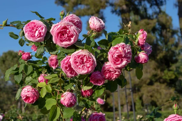 Rosa Brillante Arrampicata Rosa Fiori Squartati Sul Cielo Blu Chiaro — Foto Stock