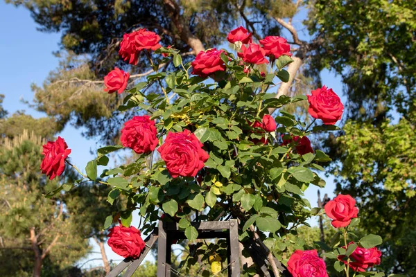 Φωτεινό Κόκκινο Αναρρίχηση Τριαντάφυλλο Λουλούδια Στον Κήπο — Φωτογραφία Αρχείου