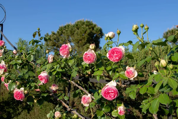 Αναρρίχηση Τριαντάφυλλο Λευκό Κοράλλι Ροζ Αιχμή Λουλούδια Στον Καταγάλανο Ουρανό — Φωτογραφία Αρχείου