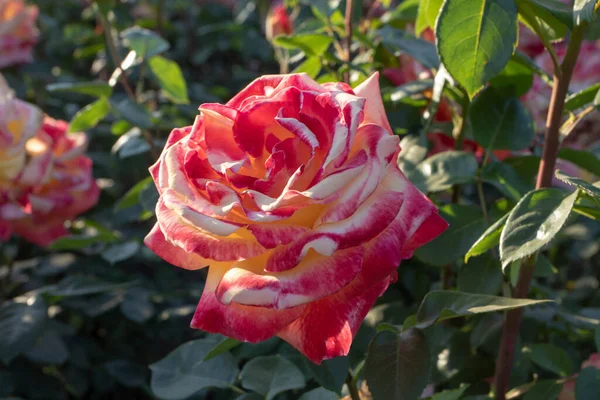 Λαμπερό Πολύχρωμο Πορτοκαλί Τριαντάφυλλο Στο Ηλιοβασίλεμα Στον Κήπο — Φωτογραφία Αρχείου