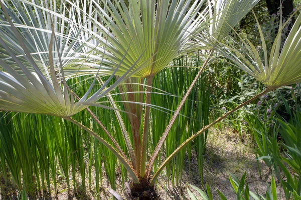 Brahea Armata Mexican Blue Palm Blue Hesper Palm Evergreen Tree — Stock Photo, Image