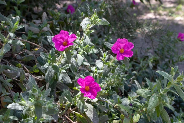 Cistus Pulverulentus Magenta Rock Rose Cistus Crispus Bright Flowers Sunny — Stock Photo, Image