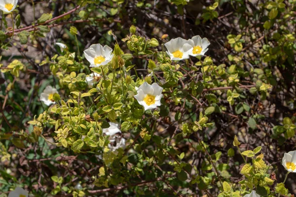 Cistus Salviifolius Sage Leaved Rock Rose Salvia Cistus Gallipoli Rose — Stock Photo, Image