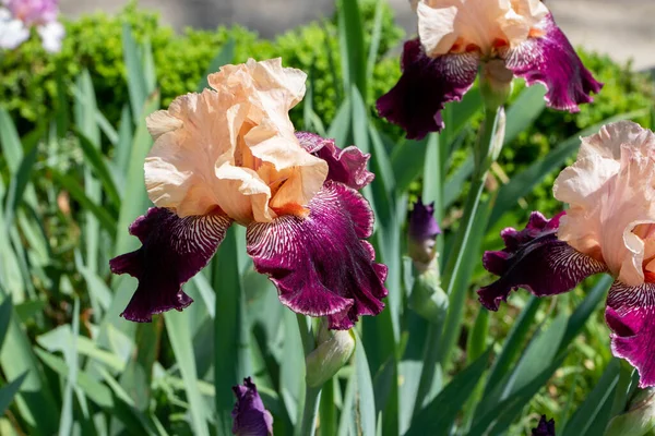 Bearded iris cultivar flowers with peach standards purple falls and capsicum red beard. Bright white sunburst around beards