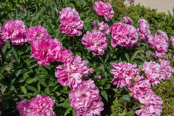Ποώδη Παιώνια Ροζ Διπλά Λουλούδια Και Πράσινο Πλούσιο Φύλλωμα — Φωτογραφία Αρχείου