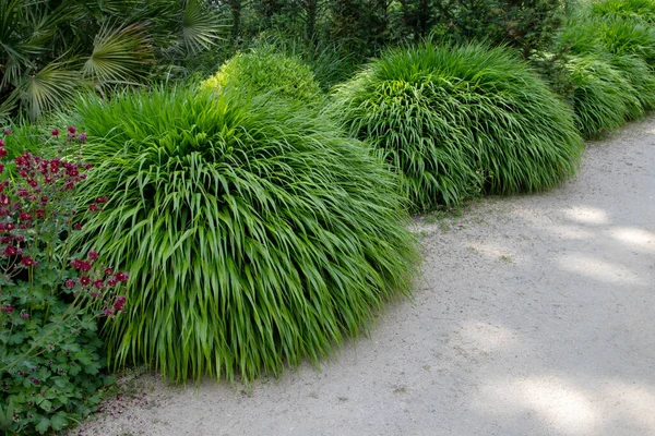 Hakonechloa Macra ya da Japon orman çimleri süsleme bitkisi şatafatlı bahçedeki yemyeşil yaprak yığını.