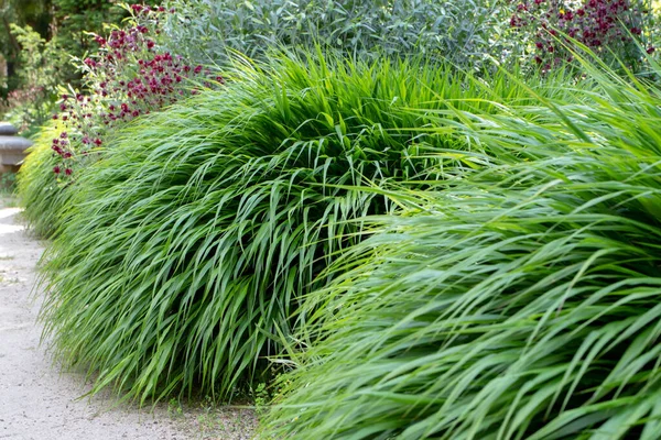 Hakonechloa Macra Lub Hakone Trawa Lub Japońskiej Trawy Leśnej Bambusopodobne — Zdjęcie stockowe