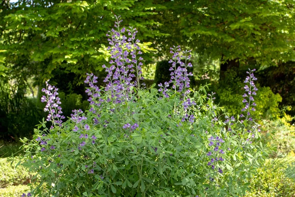 Baptisia australis or blue wild indigo or blue false indigo plant with blue flowers and trifoliate leaves