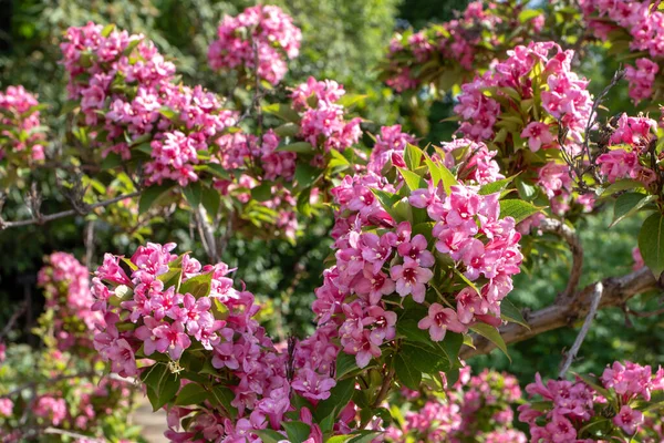 Arbusto Flores Weigela Japonica Coberto Com Flores Rosas Abundantes Primavera — Fotografia de Stock