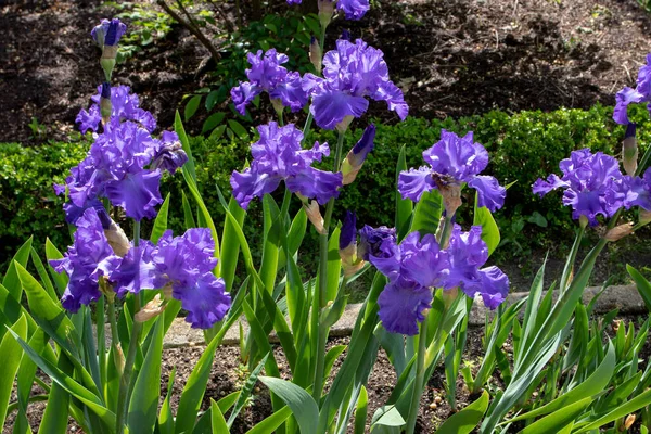 Iris Barbudo Cultivar Flores Com Padrões Azuis Quedas Barba — Fotografia de Stock