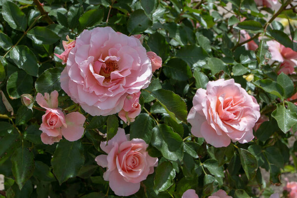 Light pink floribunda rose flowers in the garde