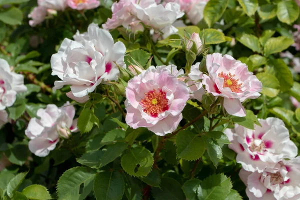 Modern shrub rose peachy pink with red eyes flowers closeup