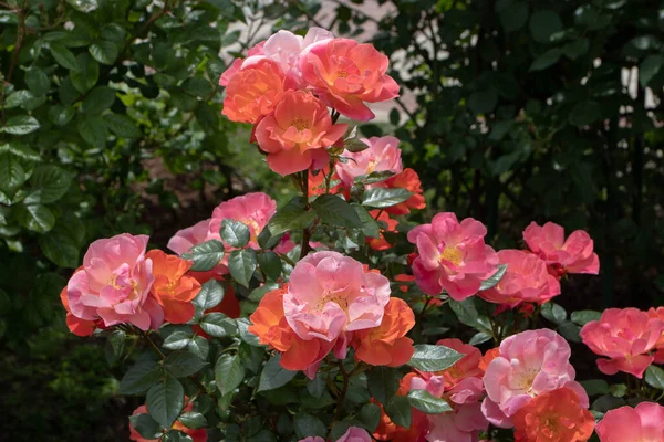 Τριαντάφυλλο Θάμνων Ημι Διπλά Λουλούδια Σολομού Στον Ηλιόλουστο Κήπο Άφθονη — Φωτογραφία Αρχείου