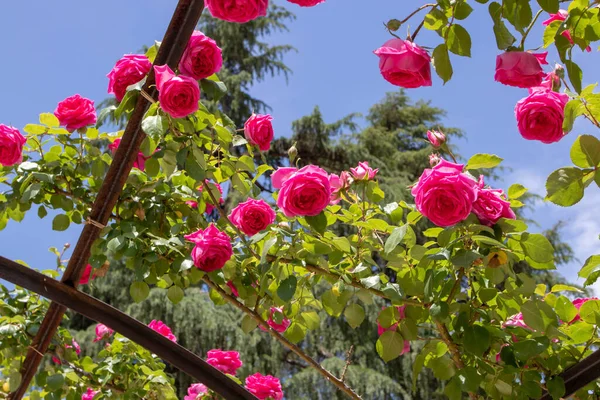 Φωτεινό Ροζ Όμορφο Αναρρίχηση Τριαντάφυλλο Λουλούδια Κρέμονται Στην Πέργκολα — Φωτογραφία Αρχείου