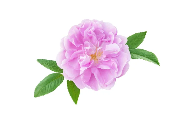 Arbusto Rosa Pálido Moda Antiga Rosa Flor Aromática Isolada Branco — Fotografia de Stock