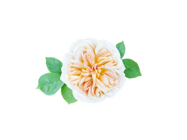 Gelb Weiße Rose Blume Mit Blättern Isoliert Auf Weiß — Stockfoto