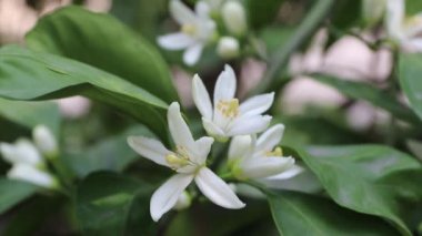 Gölge bahçesinde portakal ağacı çiçeği. Beyaz kokulu çiçekler yakında. Neroli çiçek açtı..